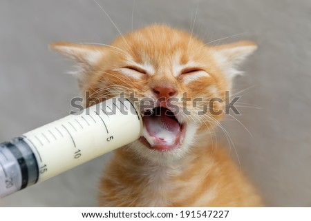 Hand-feeding a cute orphaned baby kitten, ginger tabby, with milk replacer in a syringe, Greece