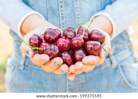 Two hands holding bunch of fresh cherries in the field