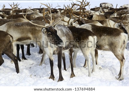 reindeers in arctic the deers of Nenets people who lived in north Russia