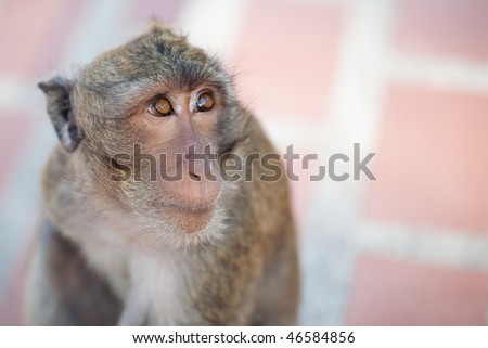 Sad Monkey On The Red Background