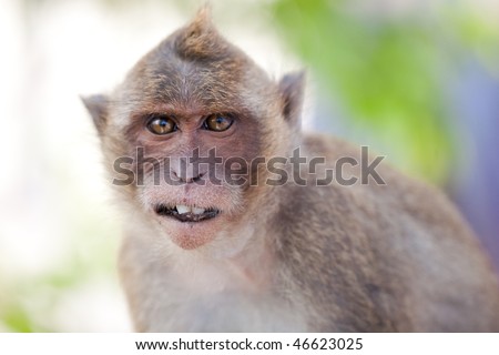 Funny  Monkey Close-Up Portrait. Focus On The Tooth
