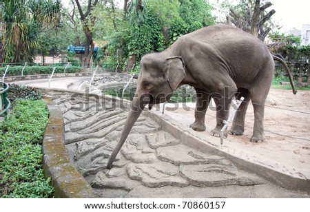 Big Elephant in The Zoo