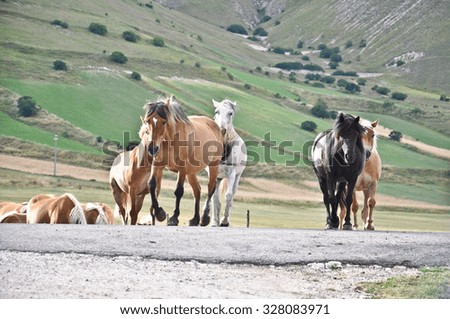 Italian Umbrian-Marchean Apennines landscapes, horses walking on the road of Castelluccio, in Castelluccio, Umbria, Italy