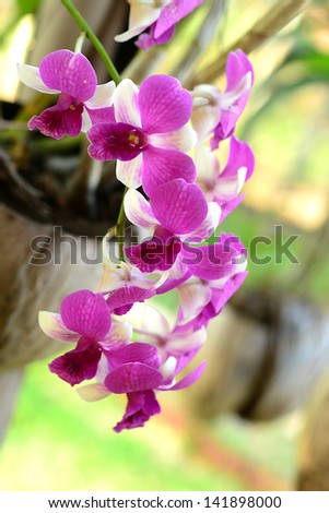 Orchid flower beautyful and chill out