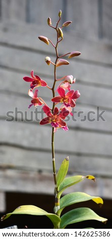 Orchid flower beautyful and chill out