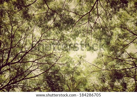 Tree branches and green leaf background, Safe the earth