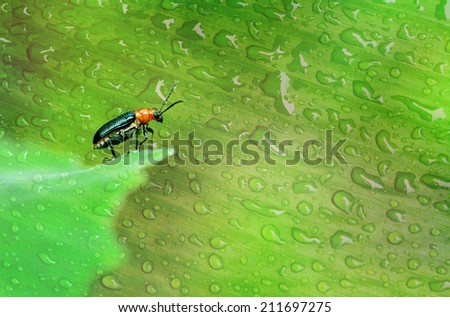beauty bug insect on green leaf