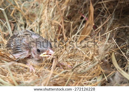 Baby bird hungry in the Bird Nest