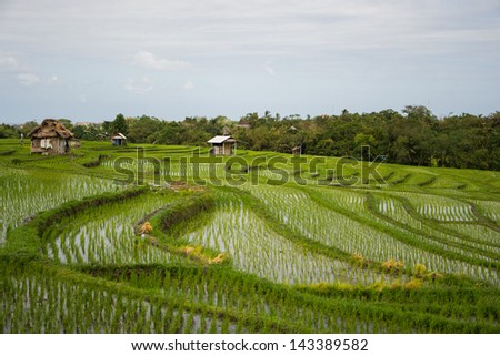 Green rice fields with water in rural Bali