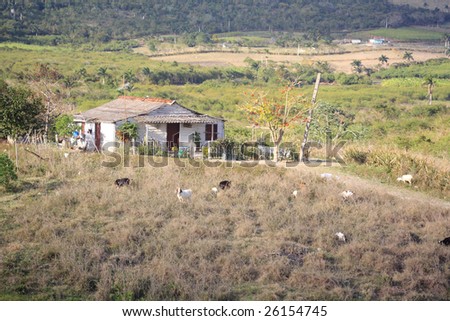 Typical cuban country house, with many animals