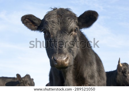 Curious Black Angus calf