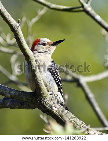 Red Bellied Woodpecker On Tree