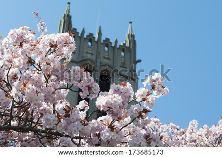 University of Washington, Cherry blossoms.