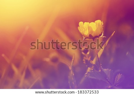Flower pastel