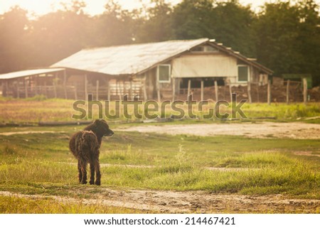 Farm field and black dog