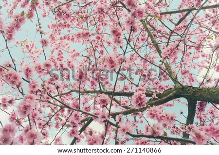 Pink cherry blossom background with pastel color