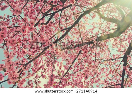 Pink cherry blossom background with pastel color