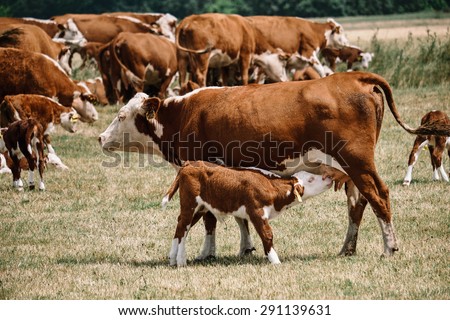 Calf suckle cow\'s udder