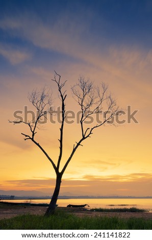 Lonely dead tree. Art nature and sunset