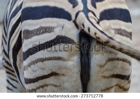 The female organs of zebras