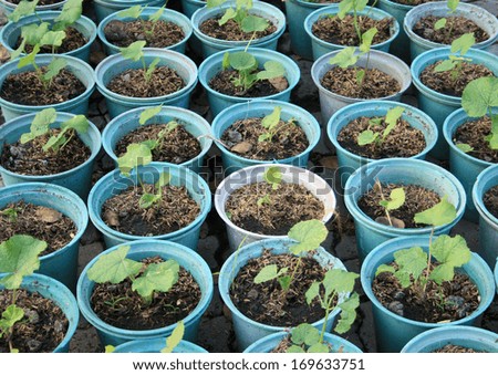 Seedlings flower in a  pots