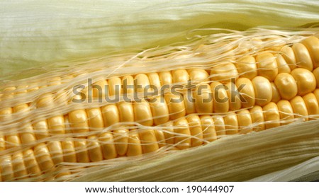 Grains of ripe corn
