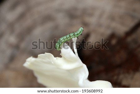 worms on a green cabbage leaf