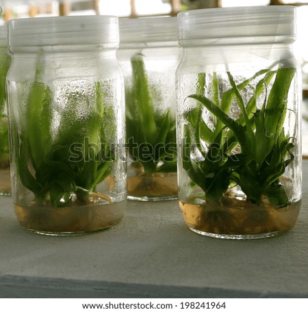 view on litle plants of potato in lab bottle