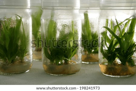 view on litle plants of potato in lab tubes