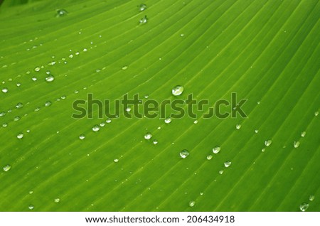 banana tree leaf with raindrops