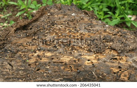 Termites on a plank of wood