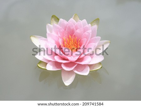 Pink Lotus flower or Waterlily