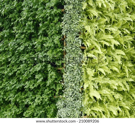 Green plant vertical wall