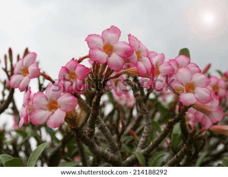 Pink Flower, Adenium obesum tree, Desert Rose, Impala Lily