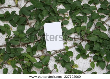 leaves and paper card on wall for wallpaper
