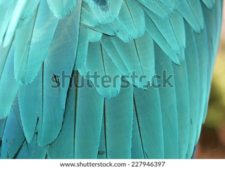 Blue Parrot Feathers. Background