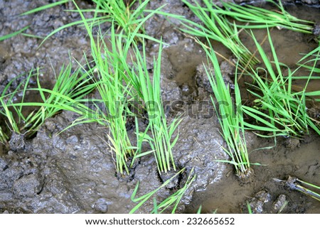 rice seedlings in the rice farm