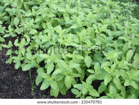 thai basil plants in the veggie patch