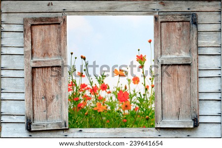 cosmos flower and old wood window