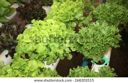 Salad leaves with Green Oak, Red Leaf Lettuce