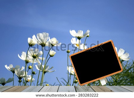 blank blackboard and white daisies on blue sky background
