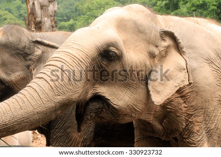 Thailand elephant\'s eye, legs, feet, meaning the elephant tourism