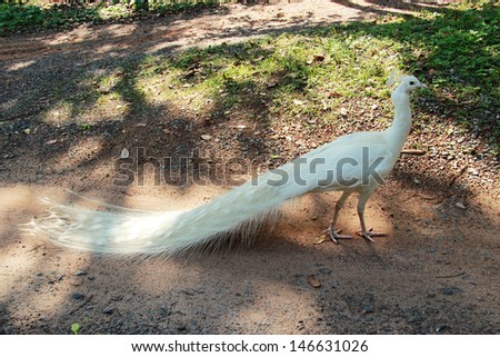 White peacock stands on a road in forest conservation