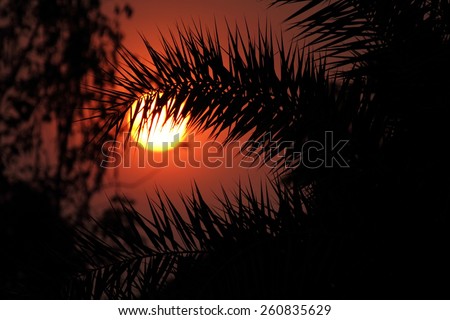 Silhouette of beautiful tree in the sun in the morning