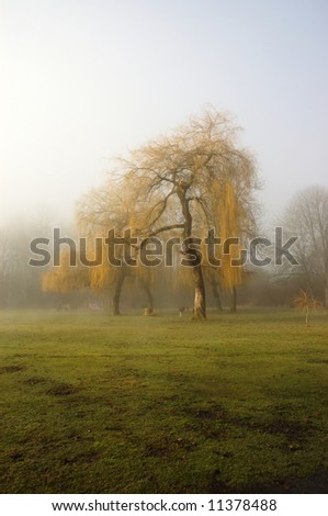 Trees in the morning fog light with a playground on background