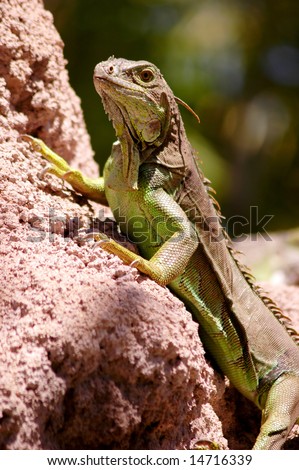 Green iguana (Iguana iguana) sitting on the stone