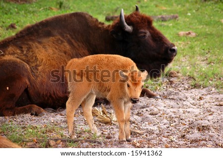 American bison (Bison bison, also known as american buffalo) calf in front of laying adult one, focus on calf