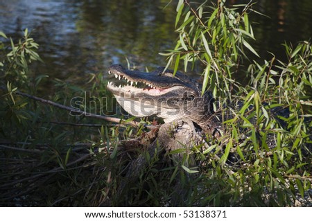 Alligator in the bushed with open mouth and eyes shut