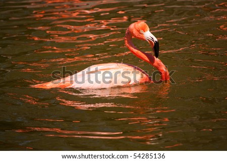 flamingo swimming