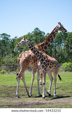 Two giraffes looking at different directions at the zoo